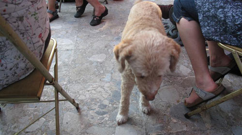 dida-sniffing-toes.jpg dida-sniffing-toes.jpg