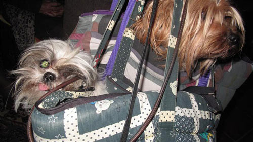 two-quiet-doggies-in-the-audience two-quiet-doggies-in-the-audience