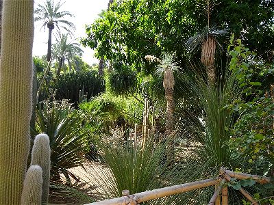 marakkech_cactus marakkech_cactus