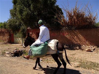 marakkech_donkie marakkech_donkie