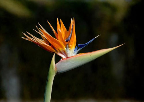 1.my-favorite-birdlike-flower